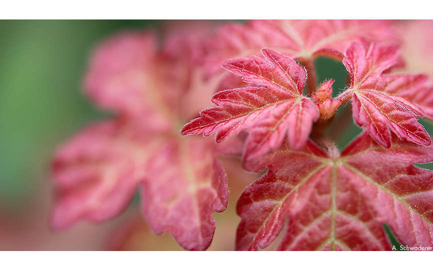 Autumn Colours