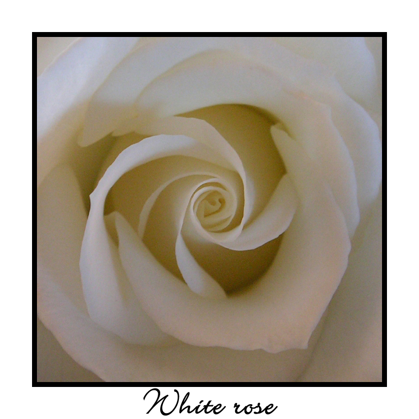 White Rose