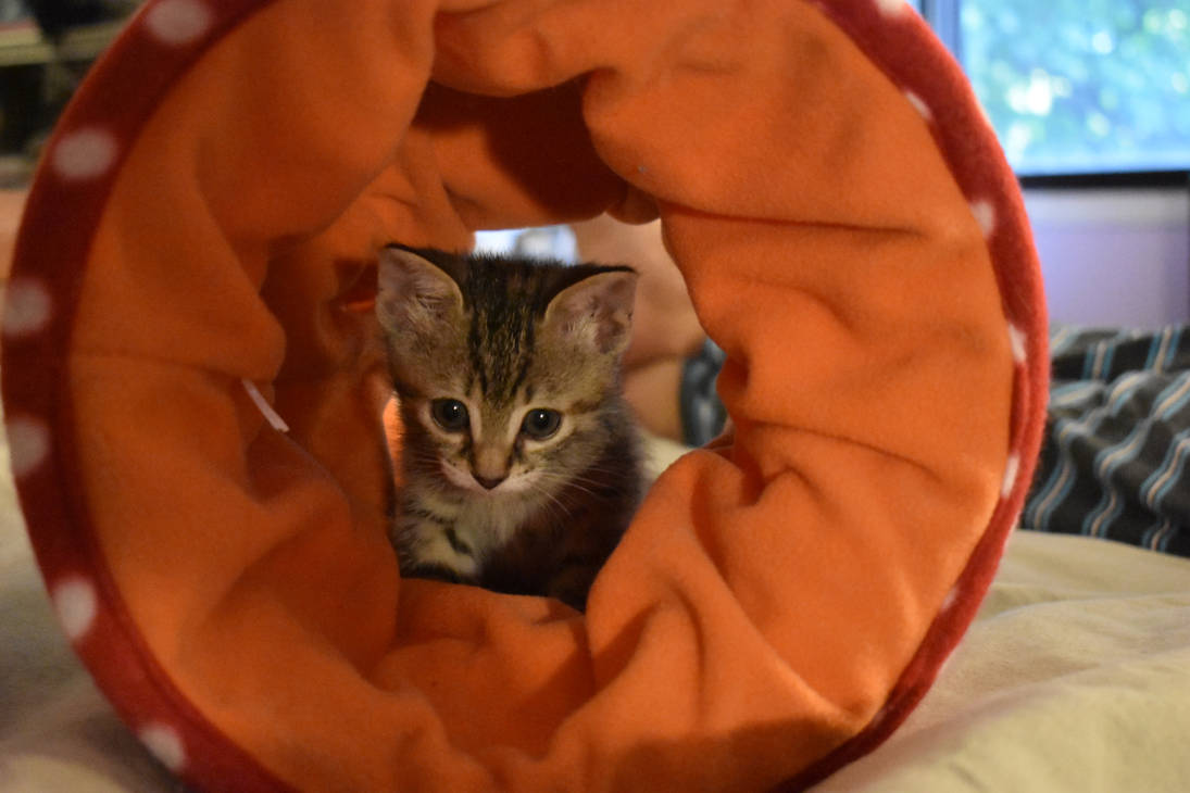 Crocquinette, the New family Cat11___Renhob27 by renhob27 on DeviantArt