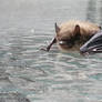 Betty the Bat