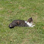 Grass is sweet to rest isn't