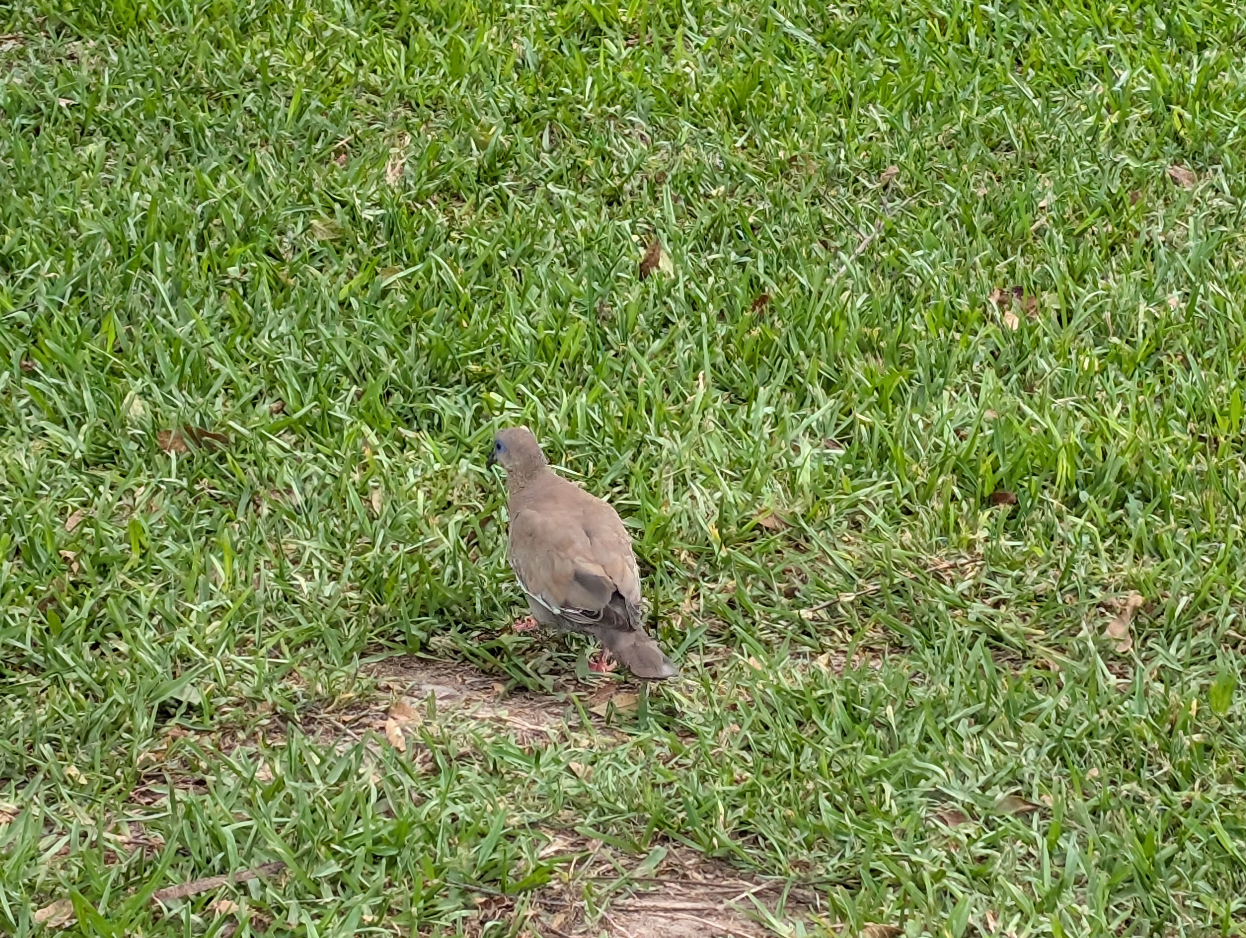 I like to be a bird