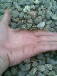 Butterfly on my hand