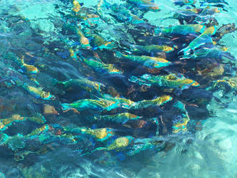 parrot fishes