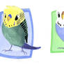 Gouache Budgies