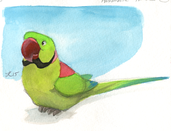 Inktober #30 - Alexandrine Parakeet