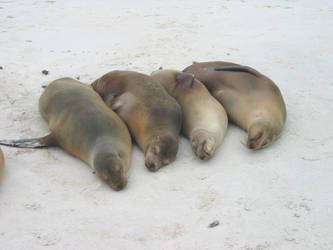 Galapagos : Sea Lions