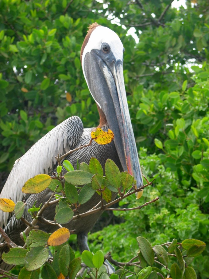 Galapagos : Pelican 2