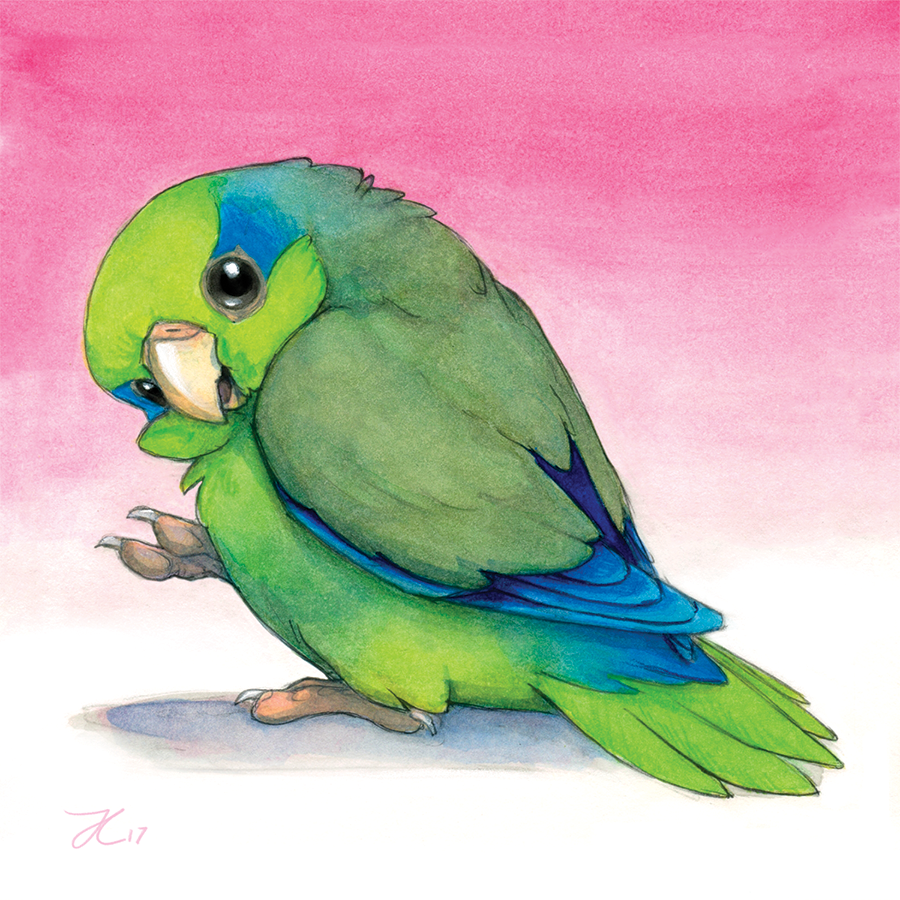 Pacific Parrotlet