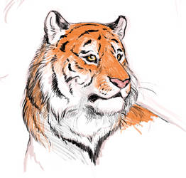 Tiger Head Sketch