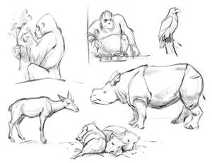 Zoo sketches