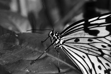 black and white beauty