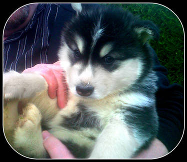 My Husky Puppy 2