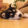 .:My Husky Puppy:.