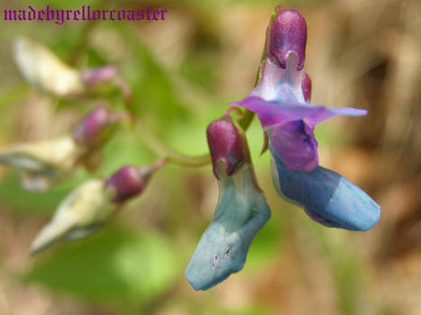 blue and purple flower