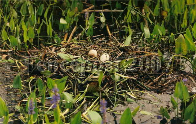 Sandhill Crane Crane Eggs 1