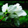 After the rain