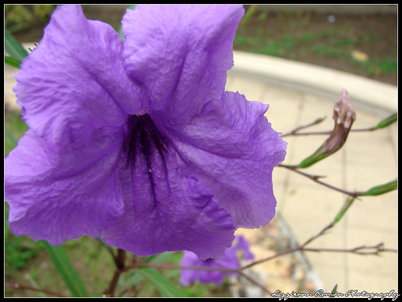 Violeta