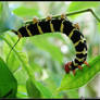 Caterpillar Contortion