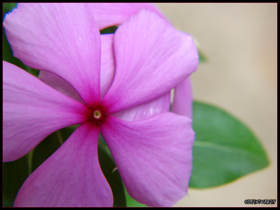 Pink flower series 2