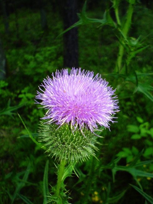 Teasel