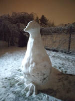 Snow pigeon