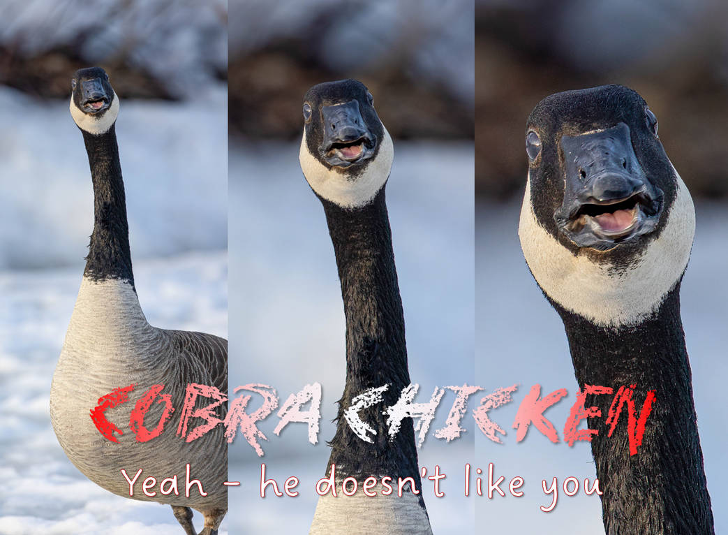 what is a cobra chicken