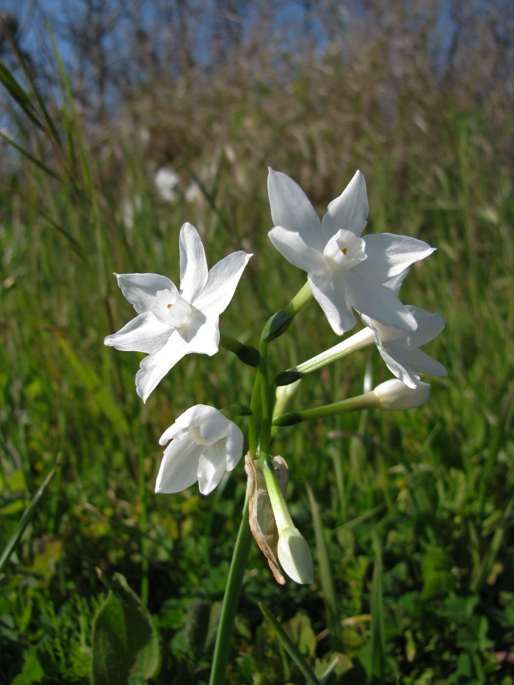 Paperwhite Daffodil