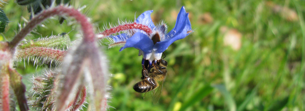 Bee on Borage 2