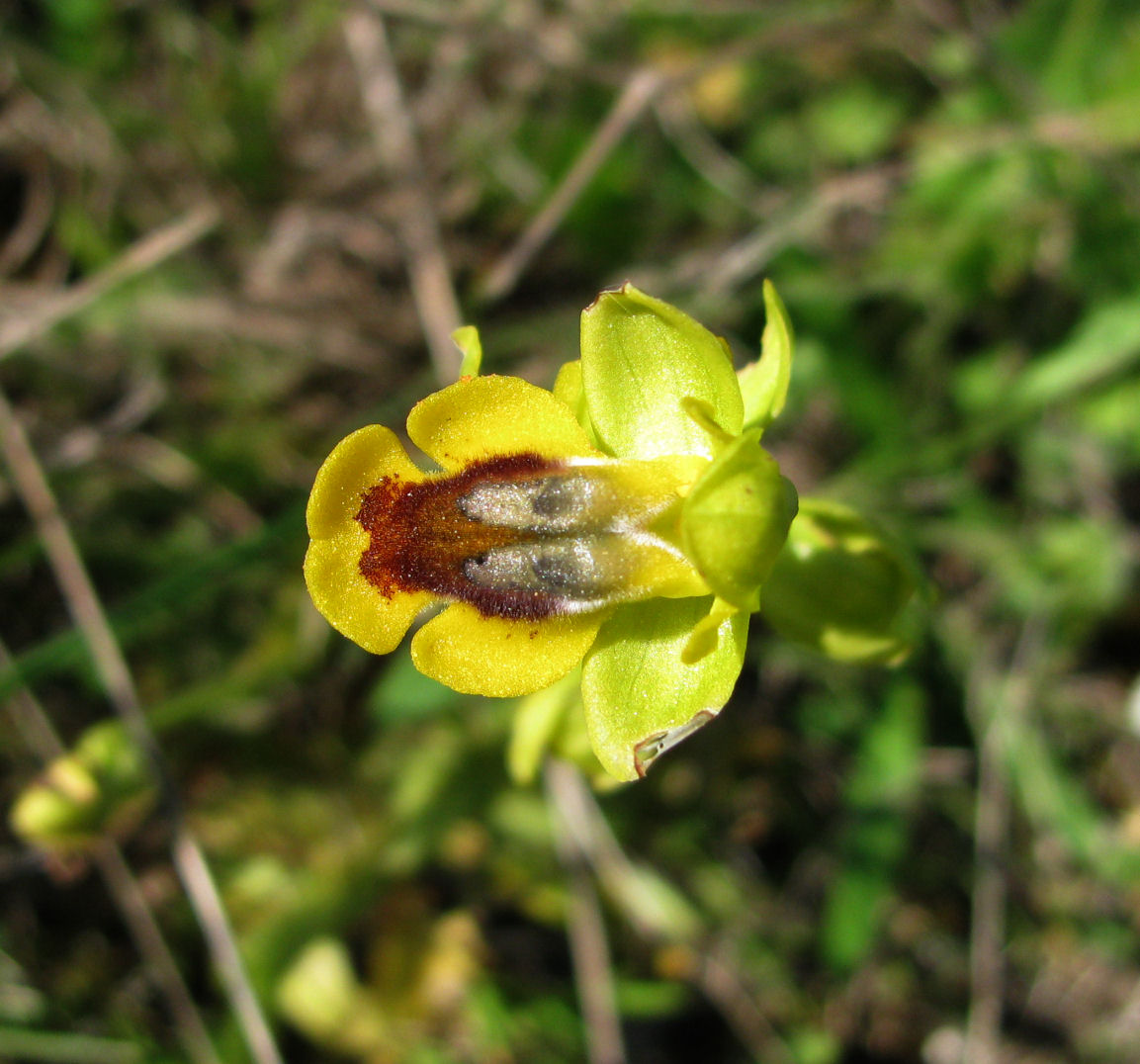 Yellow Bee Orchid 4