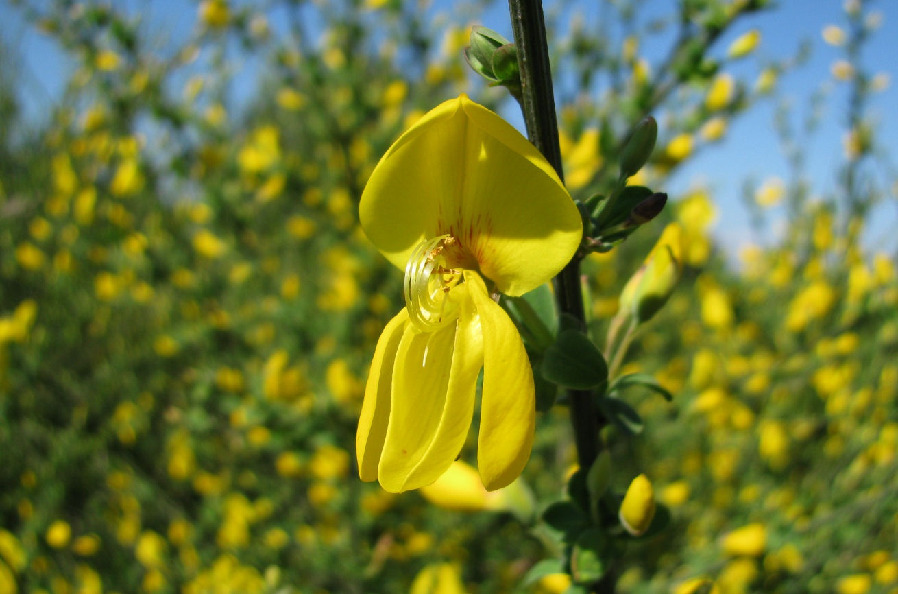 Common Broom Flower