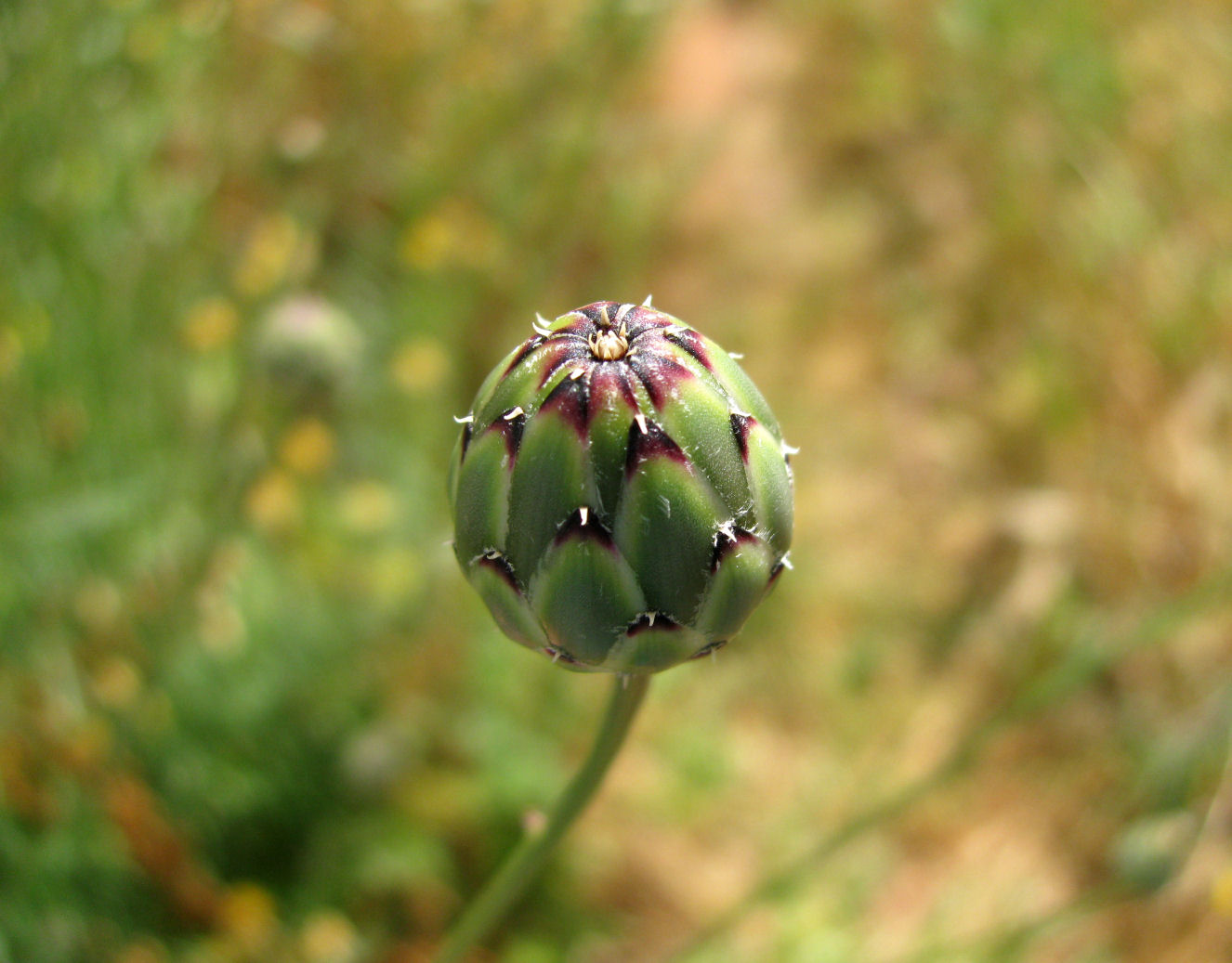 Dagger Flower Bud 2