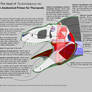 Head of Tyrannosaurus - Anatomy Primer