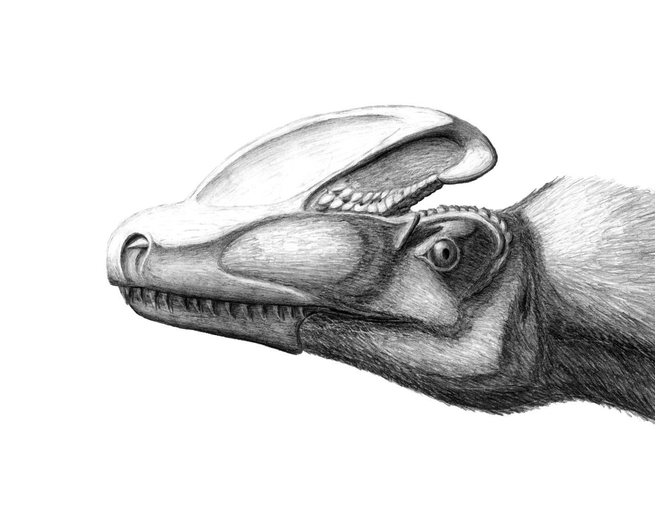 Guanlong wucaii in pencil