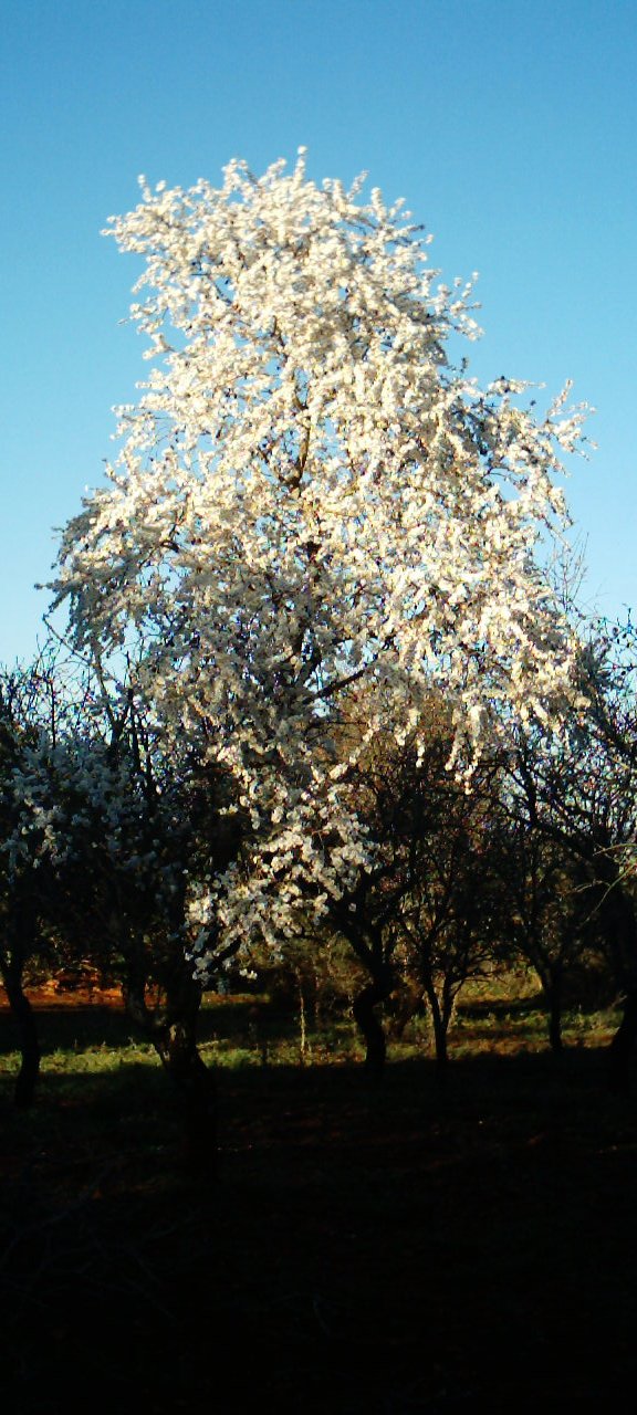 Almond tree in bloom 1