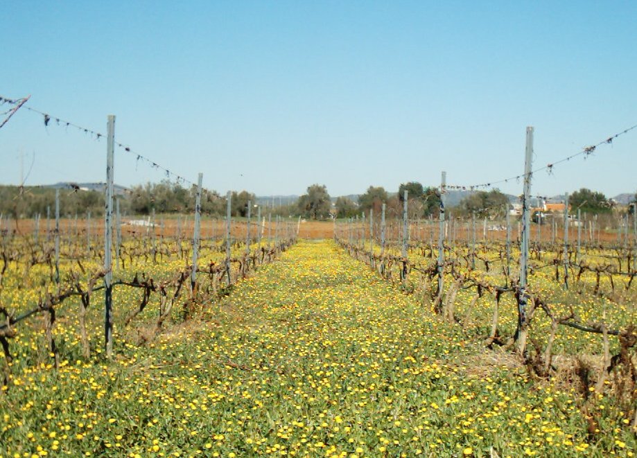 Vineyard View