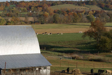 Heading for the Barn