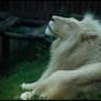 white african lion