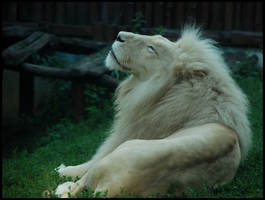 white african lion