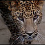 leopard: look into my eyes