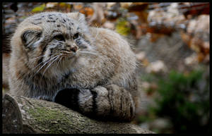 pallas's cat or manul