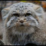 pallas's cat: I hate you