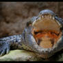 crocodile: I am sooo hungry