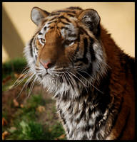 siberian tiger: after bath