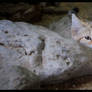 sand cat: hidden