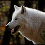 just arctic wolf