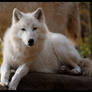 wolf: hey beauty