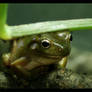 frog: kiss me