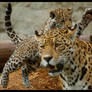 jaguar: mooom, catch meee