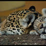 jaguar: sweet dreams